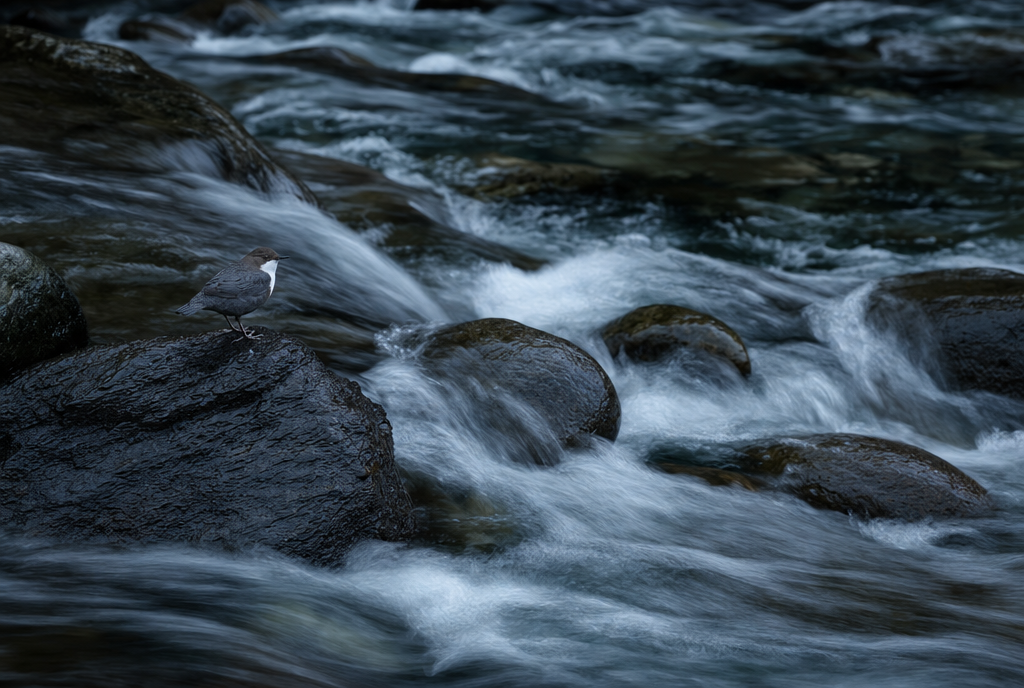 A dipper bird resting on a rock beside a flowing mountain stream